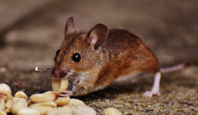 a brown rat eating nuts